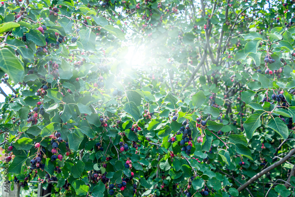 Maleae Irga (Amelanchier) is genus of plants of tribe apple (Maleae) of pink ...