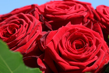 A Bouquet of wonderful red Roses closeup