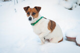 Fototapeta Tulipany - Mały pies w zimowej scenerii 