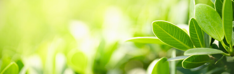 Closeup of green nature leaf on blurred greenery background in garden with bokeh and copy space using as background cover page concept.