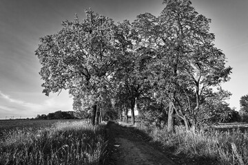 Wall Mural - Rural landscape with a paved road and deciduous trees during autumn