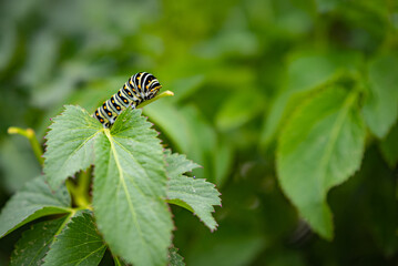 Wall Mural - Monarch Caterpillar (Danaus plexippus) on green vegatation. 
