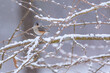 © Melissa - Tufted titmouse bird perched on snowy tree branch in forest in winter