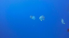 Bat Fish Or Spade Fish In The Blue Water With The Sun Glistening On Them. So Cute