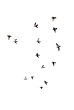 Flocks Of Flying Pigeons Isolated On White Background. Clipping Path.