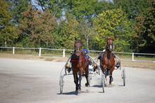 Horses Trotter Breed In Motion Harness Racing