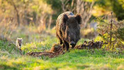 Wall Mural - wild boar, sus scrofa, family mother and striped piglet approaching on glade in sunlight. little mam