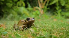 Common Frog 4K. Close Up Shot Of An Olive Coloured Frog Croaking And Ribbiting In A UK Leafy Green Garden.