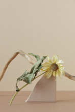 Minimalist Floral Beige Still Life Composition With Dried Sunflower Blossom Branch Balancing Upon Clay Natural Material, Copy Space, Abstract Modern Art Design Concept, Vertical