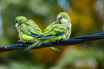 monk parakeets (myiopsitta monachus) in park, montevideo, uruguay