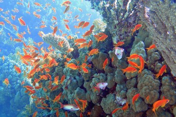 Beautiful tropical coral reef with shoal or red coral fish Anthias