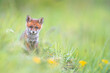 Wild young baby red fox cub vulpes vulpes exploring a forest, selective focus technique used.