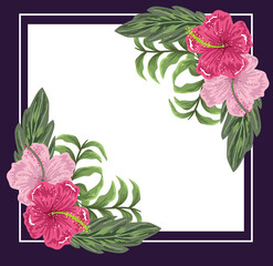 Poster - flowers hibiscus floral leaves nature purple frame, painting design