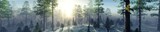 Fototapeta Natura - Winter forest in the rays of the sun, pine trees in the haze in winter, panorama of the winter forest