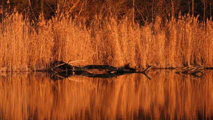 Wall Mural - Sunset at a lake