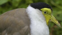 Close Up Of A Masked Lapwing Bird