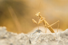 Praying Mantis (Mantis Religiosa) Sitting And Hunting On A Rock. Beautiful Yellow Insect In Its Habitat. Insect Portrait With Yellow Background. Wildlife Scene From Nature, Croatia