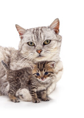 Canvas Print - Mom cat with kitten.