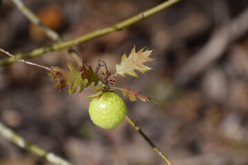 Closeup of an oak apple gall