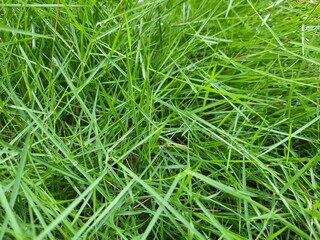 green grass background