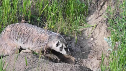 Wall Mural - badger in the canadian wilderness