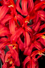 Wall Mural - Cardinals Guard (Pachystachys coccinea) Flowers