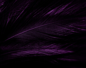 Wall Mural - Beautiful abstract purple feathers on white background, black feather texture on dark pattern and purple background, colorful feather wallpaper, love theme, valentines day