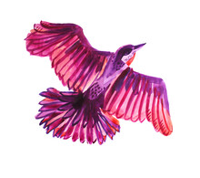 Watercolor Flying Purple, Pink, Red Abstract Bird Isolated On White Background. Hand-drawn Art Creative Animal Object For Card, Wallpaper, Wrapping, Sticker, Textile