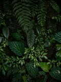 Closeup view of lush green tropical rainforest plants flowers leaf jungle cloud forest leaves in Mindo Ecuador