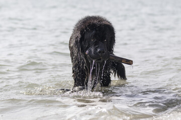 Newfoundland at the beach head