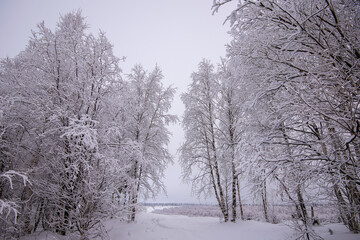 Wall Mural - snow covered trees in the park