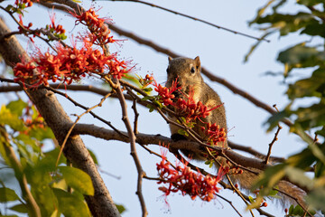 Wall Mural - Close-up Squirrel was Eating a Red Flower while Perching on a Branch