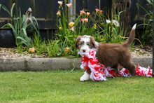  Brown Bearded Collie Baby Puppy Playing With Feathers