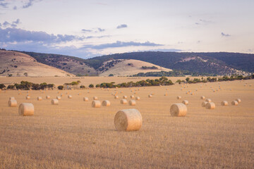 Wall Mural - Australian Countryside landscape Hay Rolls in the farm field at sunset