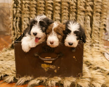 3 Slate And Brown Bearded Collie Sitting In A Suitcase