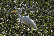A Great Egret In The Bayou