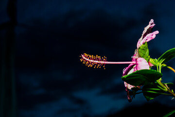 Poster - Blooming hibiscus flowers