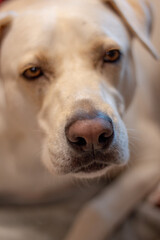 Canvas Print - Portrait of a dog looking angry 