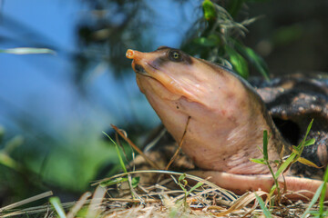 Wall Mural - Portrait of a wild softshell turtle 