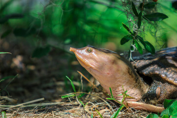 Wall Mural - Portrait of a wild softshell turtle 