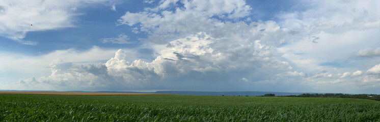 Wall Mural - Corn Field Panorama