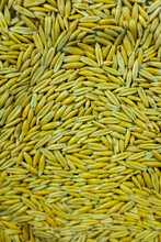 Background Of Rice Wheat Yellow Grains