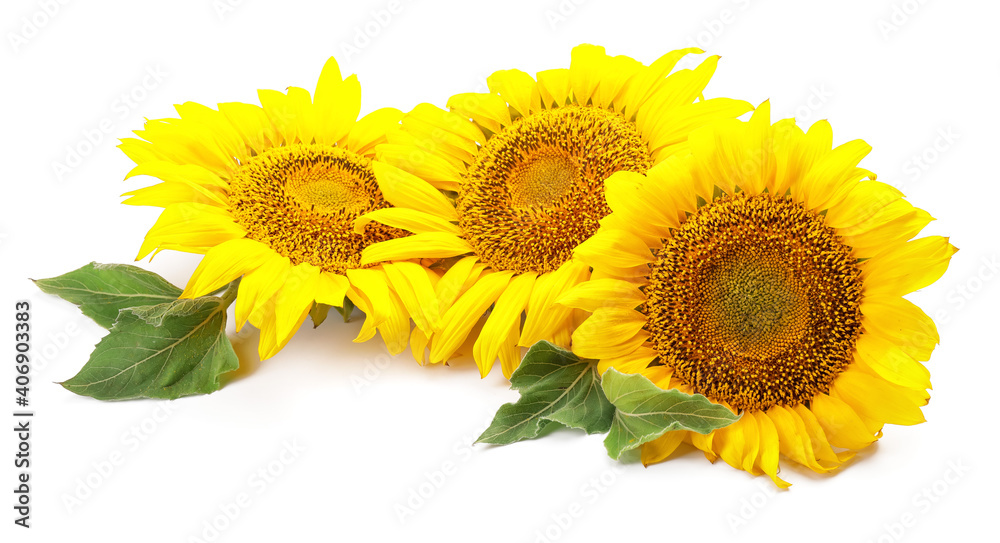 Beautiful sunflowers on white background