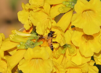 Wall Mural - A bee collecting honey from yellow flowers