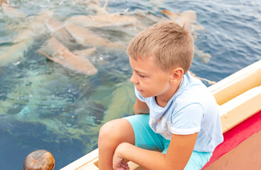 kid boy looks at feeding sharks from boat, reef sharks gather underwater for feeding in the Indian Ocean in the Maldives