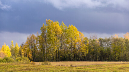 Wall Mural - autumn landscape with colorful yellow trees in the background, foreground field, golden autumn, expressive sky, autumn time