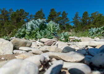 traditional coastal view, Saaremaa Island, Estonia