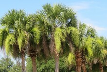 Beautiful Palm Trees On The Florida Beach