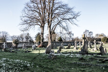 Early Spring Snowdrops In The Churchyard At St Mary's, Kidlington