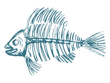 Hand Drawn, Vector, Sketch Image Of Fish Skeleton